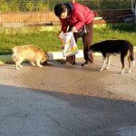 Fütterung von Straßenhunden