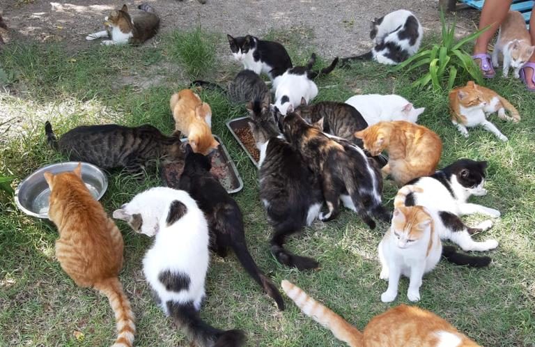 Kastration und Obsorge von Straßenkatzen