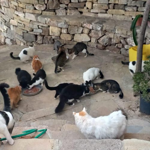 Spende für Futter für Straßenkatzen